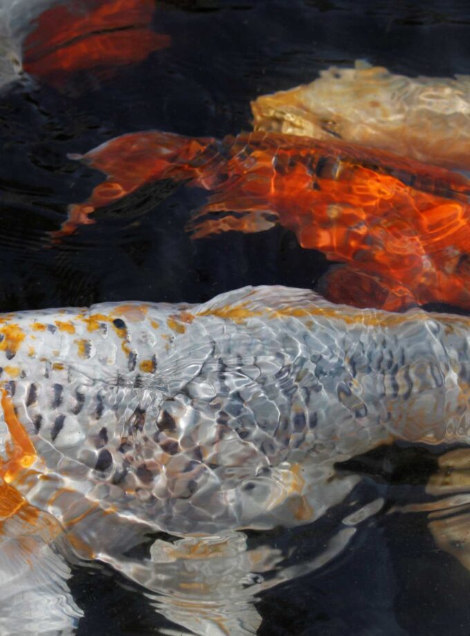 <img src=“Elene Duduchava’s photo Tevzebi“alt=Nature”title=“Tevzebi”