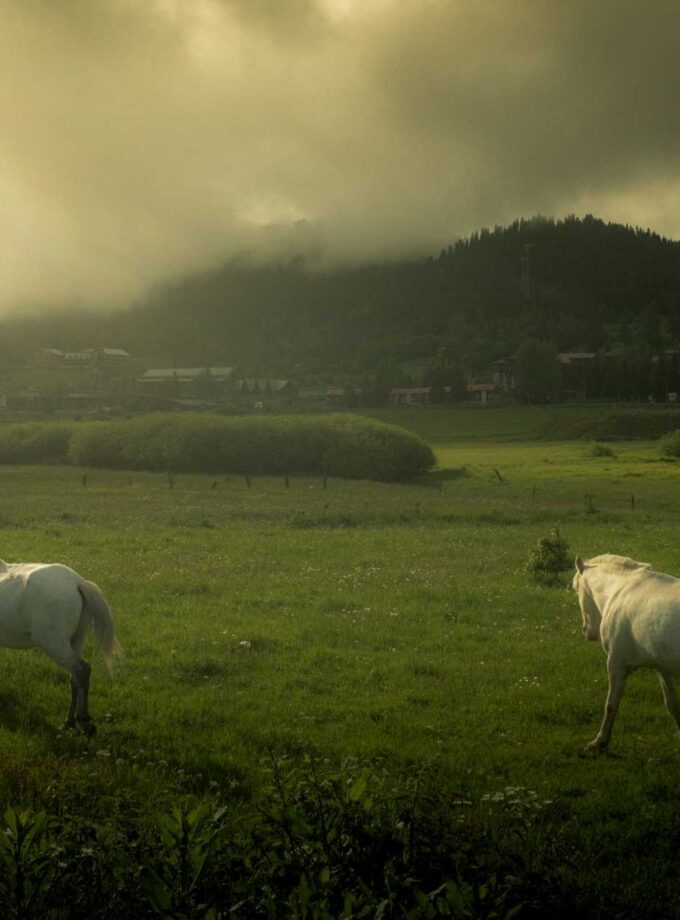 <img src=“Giorgi Givishvili’s photo Tskhenebi“alt=Nature”title=“Tskhenebi”