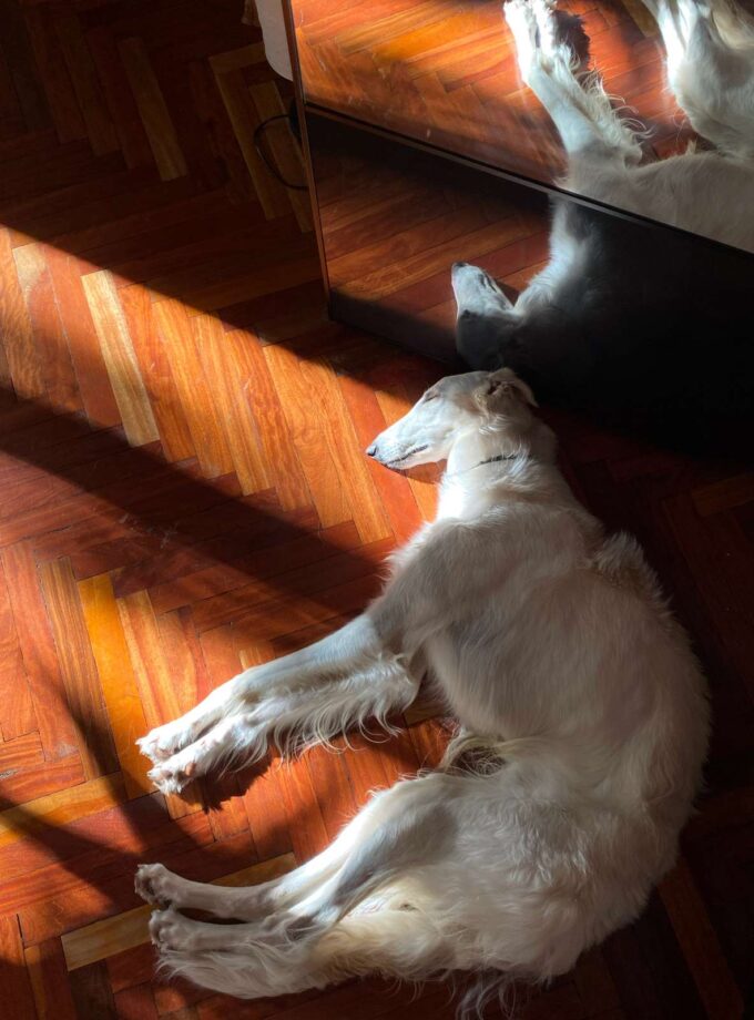 <img src=“Tamar Gobronidze’s photo first day at home” alt=Sun” title=“ dog laying in sunshine”