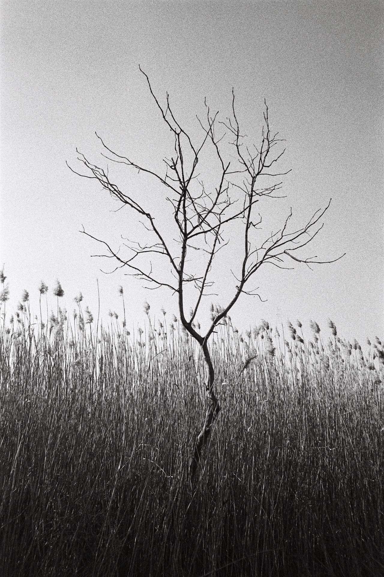 <img src=“Berika Beridze Martokhe” alt=“Photo in black and white” title=“Martokhe - Alone Tree”