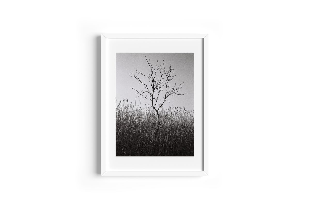 <img src=“Berika Beridze Martokhe” alt=“Photo in black and white” title=“Martokhe - Alone Tree”