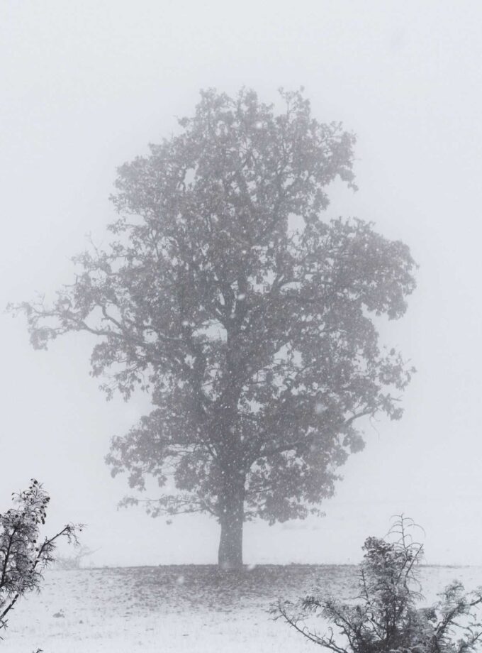 <img src=“Nina Khutsishvili’s photo Khe“alt=Black and white”title=“Khe”