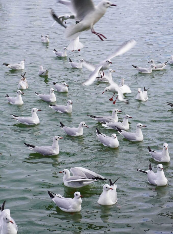 <img src=“Nina Khutsishvili’s photo Toliebi“alt=White”title=“Toliebi”